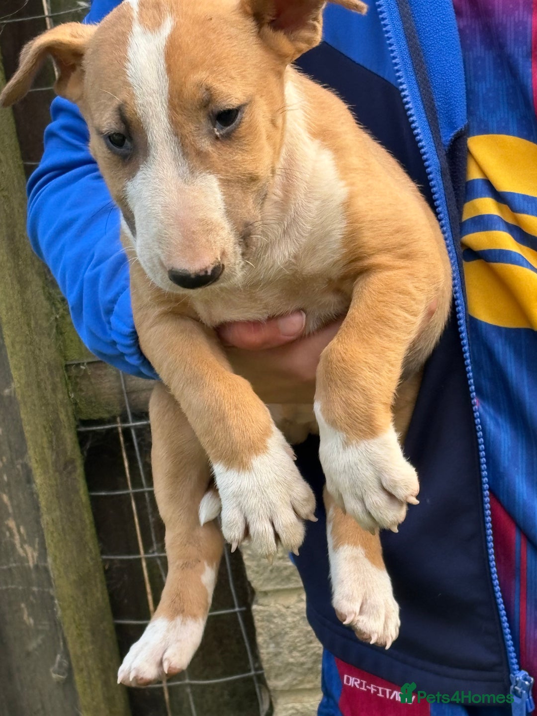 English Bull Terrier dogs for sale: Mr Chris Robinson  - Image 5