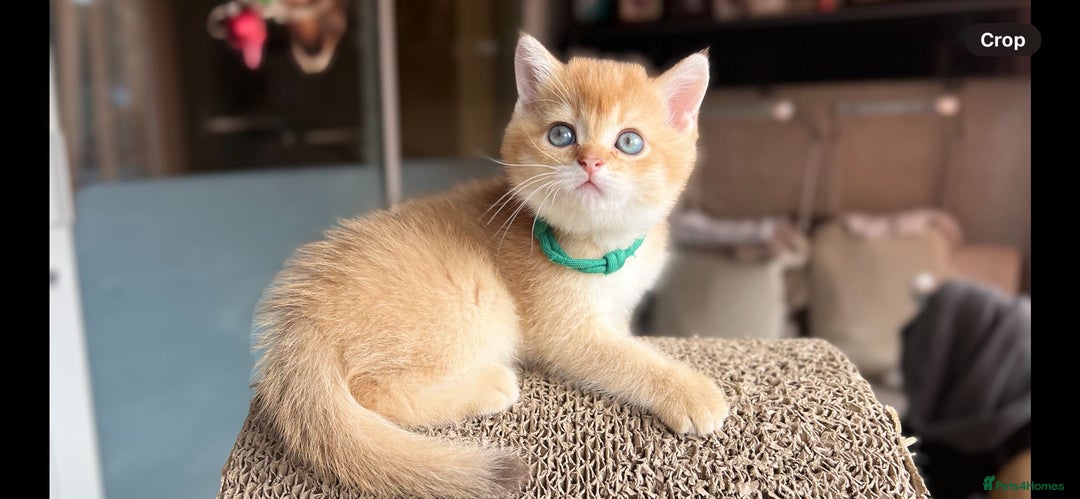 Scottish Fold cats for sale: TICA-Registered Scottish Straight/Fold Kittens  - Image 5