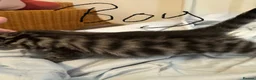 Mixed Breed cats for sale: Bengal cross  in Holt - Advert 12