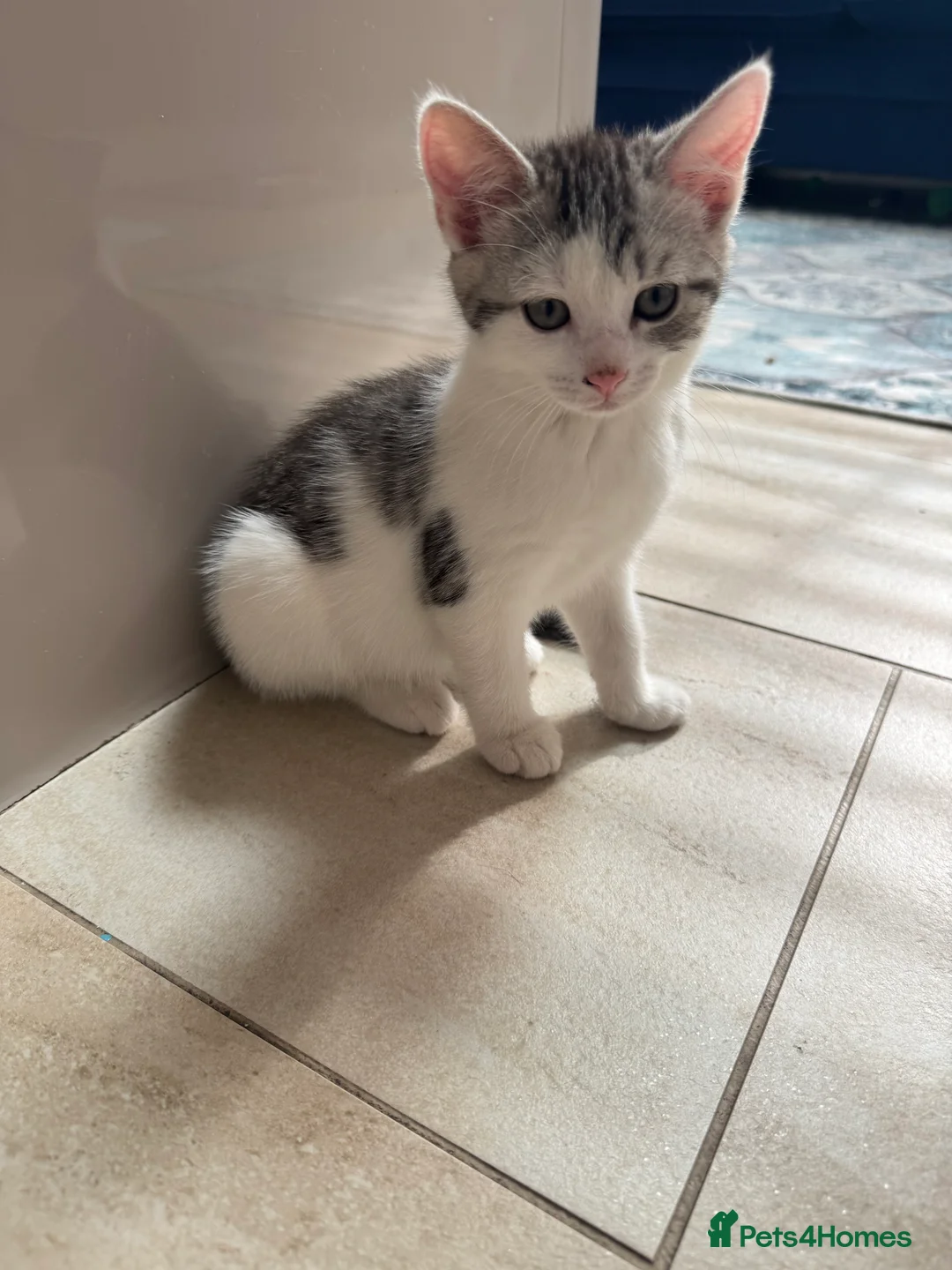 Mixed Breed cats for sale: Bengal X kittens  - Advert 1