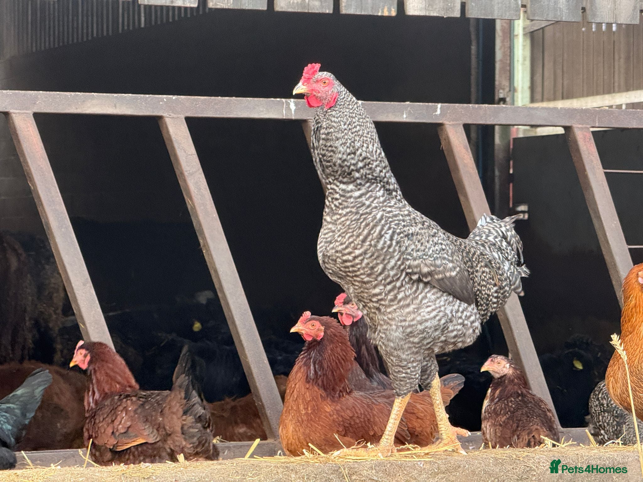 Chickens poultry Cockerels for sale  - Advert 1