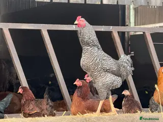 Chickens poultry Cockerels for sale - Advert 1