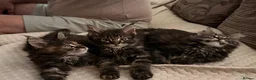 Maine Coon cats for sale: Pure breed Maine coon kittens for sale - Advert 6