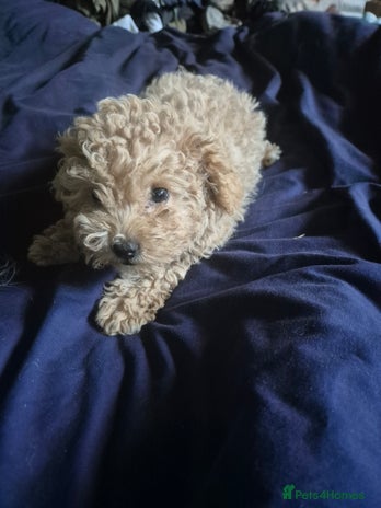 Maltipoo dogs - Advert 3