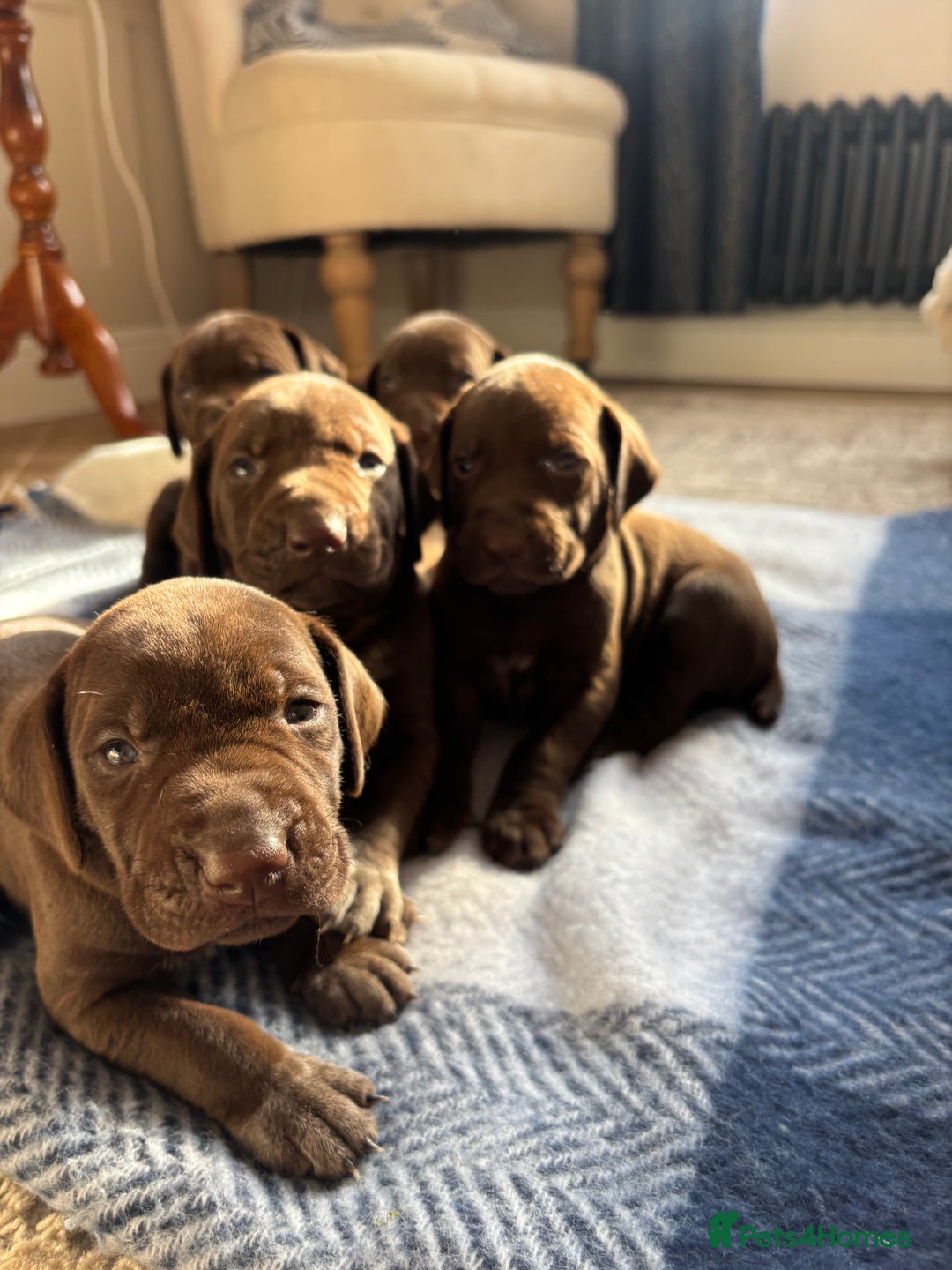 German Shorthaired Pointer dogs for sale: Stunning KC German Shorthaired Pointer Puppies - Image 8
