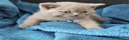 British Shorthair cats for sale: British shorthair kittens for sale - Advert 9