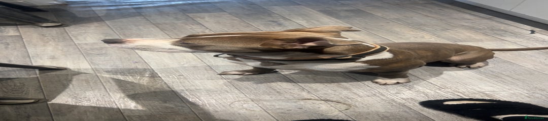 American Bull Staffy Puppy 1