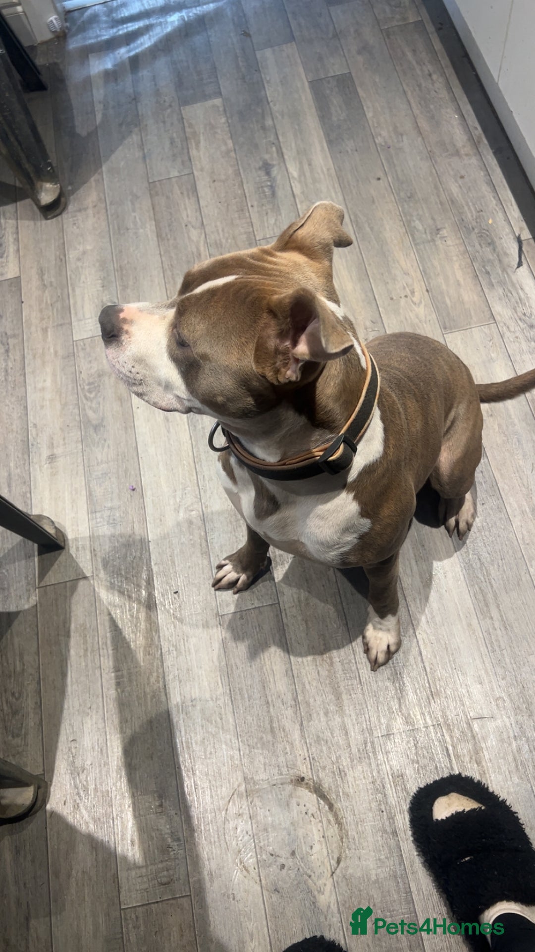 American Bull Staffy dogs for sale: Blue Brindle Staffy - Advert 2