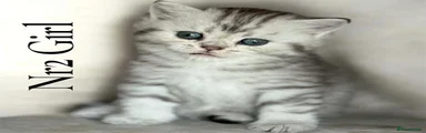Scottish Fold 2