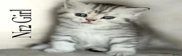 Scottish Fold cats for sale: 4 Pedigree Scottish Fold/Straight Kittens - Advert 8