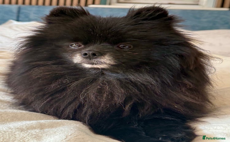 Pomeranian dogs - Advert 2
