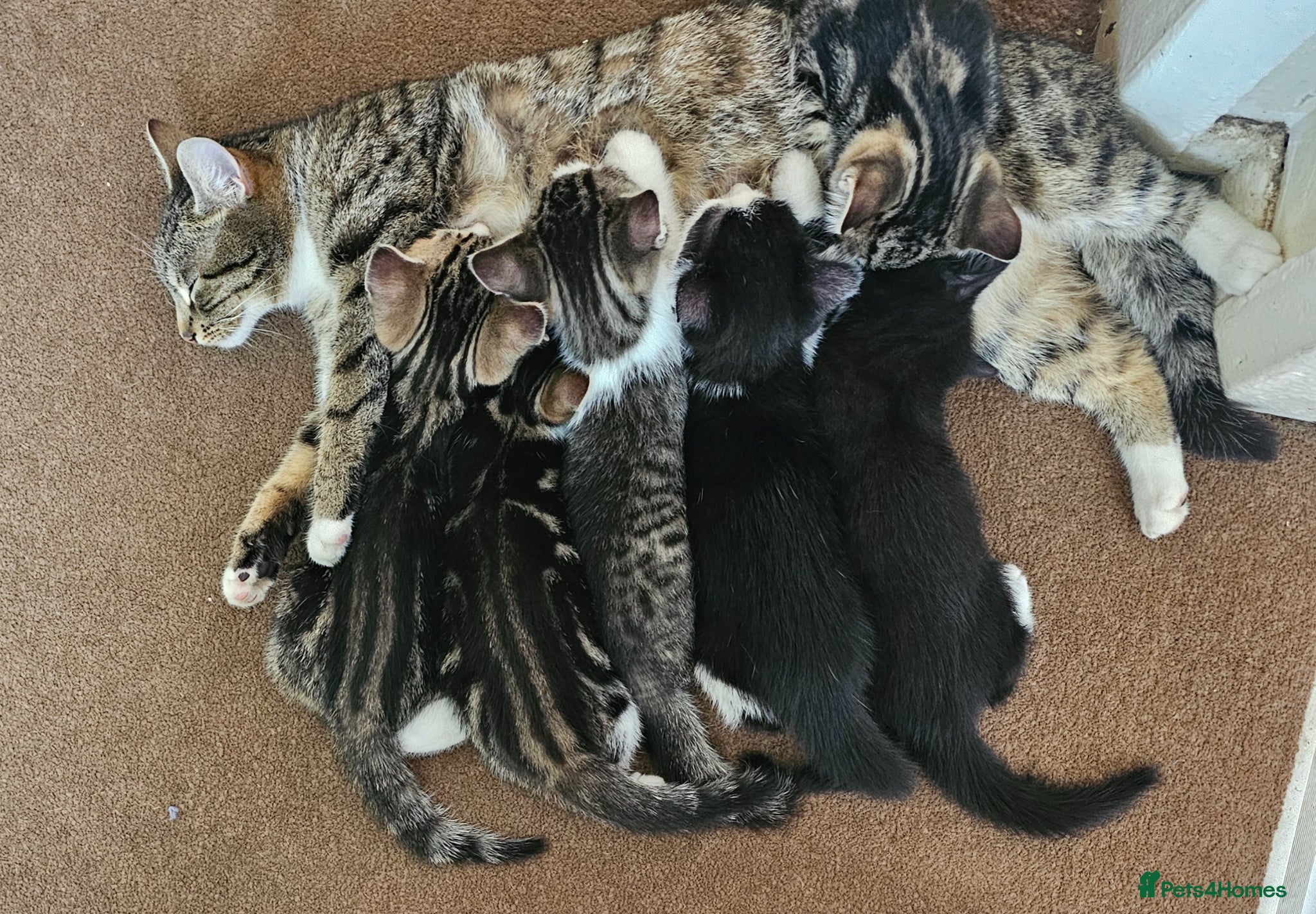 Mixed Breed cats 4 Gorgeous Tabby Kittens Ready for Loving Homes - Advert 7