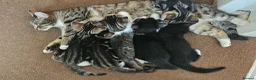 Mixed Breed cats for sale: 4 Gorgeous Tabby Kittens Ready for Loving Homes in Wakefield - Advert 1