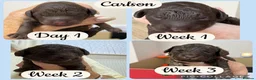Toy Poodle dogs for sale: Chocolate toy poodles  - Advert 6