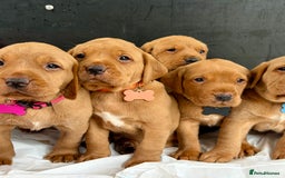 Labrador Retriever dogs for sale: Kc fox red Labrador puppies ready this weekend - Image 7