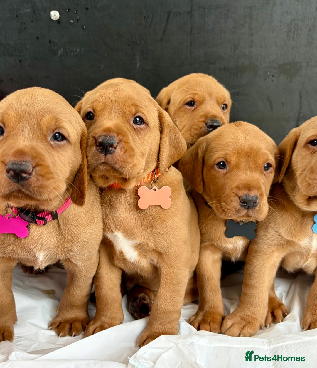 Labrador Retriever dogs for sale: Kc fox red Labrador puppies ready this weekend - Image 7