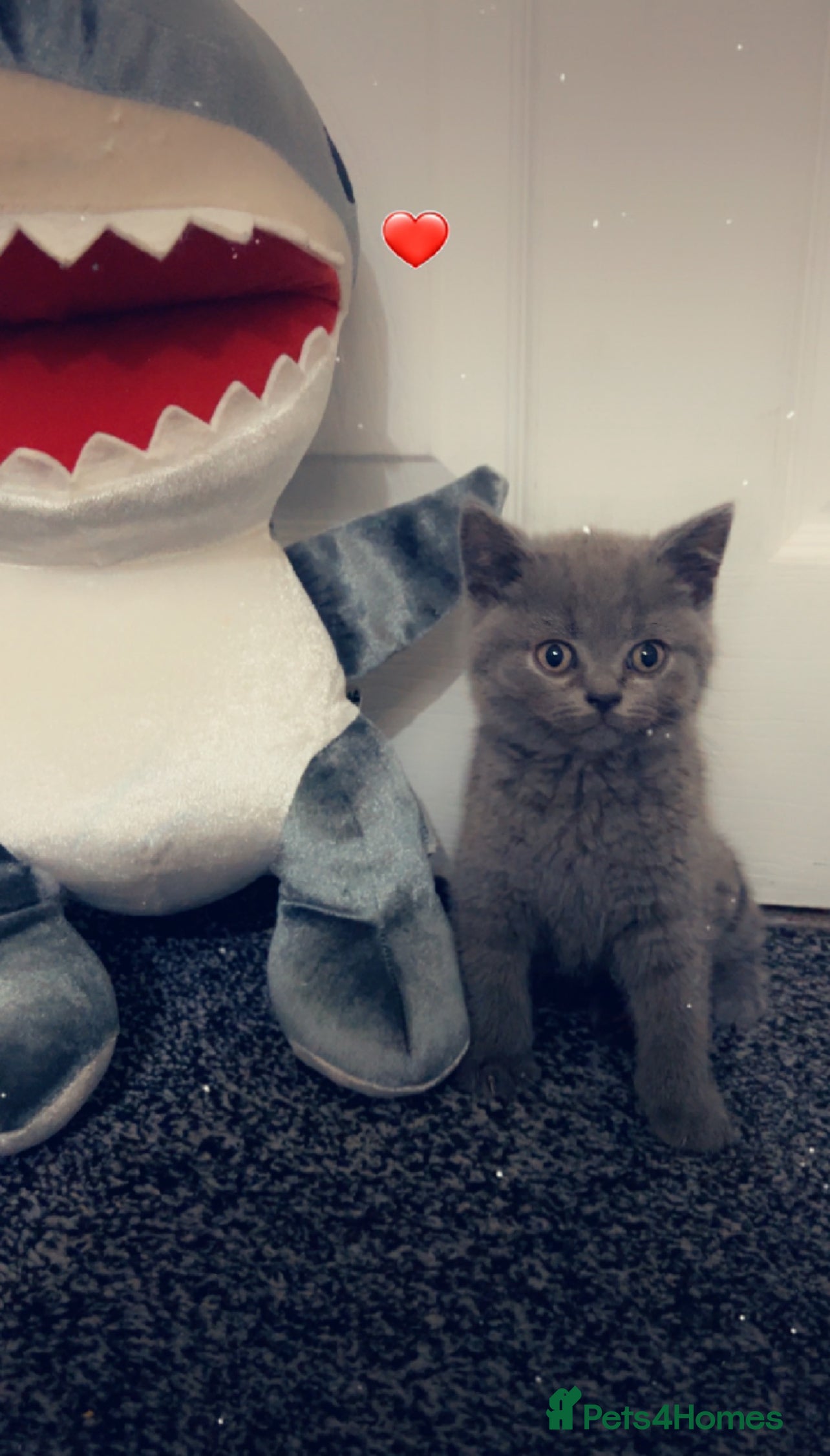 British Shorthair cats Beautiful BSH Kittens / GCCF registered  - Advert 4