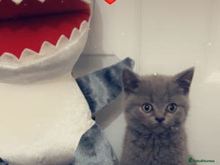 British Shorthair cats Beautiful BSH Kittens / GCCF registered - Advert 17