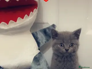 British Shorthair cats Beautiful BSH Kittens / GCCF registered - Advert 4