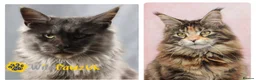 Maine Coon cats for sale: Freddie X Foxy  - Advert 1