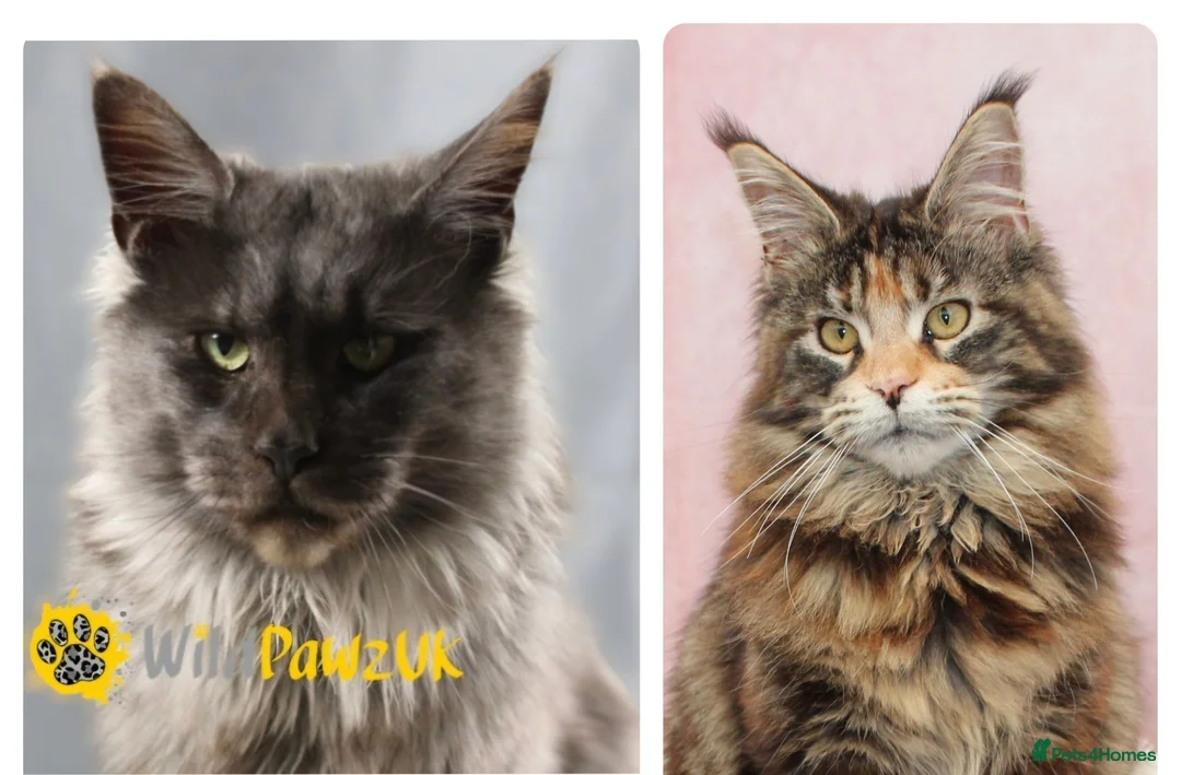 Maine Coon cats for sale: Freddie X Foxy  - Advert 1