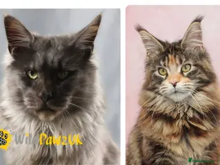 Maine Coon cats Freddie X Foxy - Advert 3