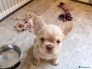 French Bulldog dogs 💥OUTSTANDING QUALITY FRENCHBULLDOG PUPS💥 - Advert 3