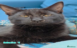 Mixed Breed cats for sale: 4 Maine Coon X Kittens Ready To Leave!!! - Image 10