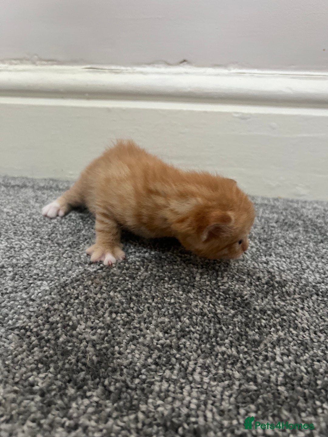 Mixed Breed cats for sale: Gorgeous kittens for sale - Image 5