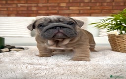 English Bulldog dogs for sale: Stunning litter of coloured Bulldogs home reared - Advert 34