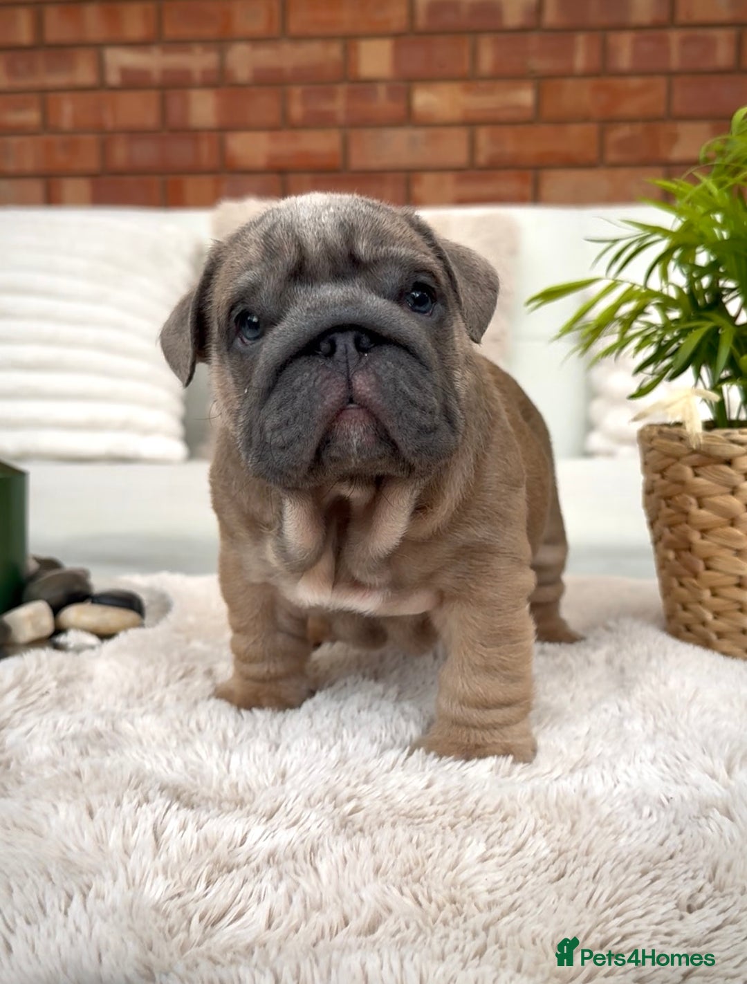 English Bulldog dogs for sale: Stunning litter of coloured Bulldogs home reared - Advert 34