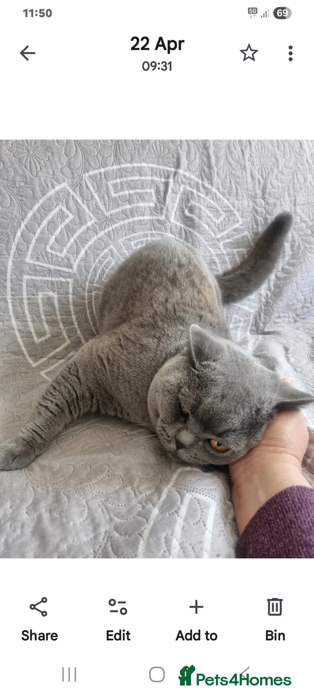 British Shorthair cats for stud: British short hear boy for stud, not for sale - Advert 5