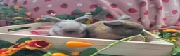 Mini Lop rabbits for sale: sooty fawn & Smoke Pearl Cashmere mini lop 8weeks - Advert 8