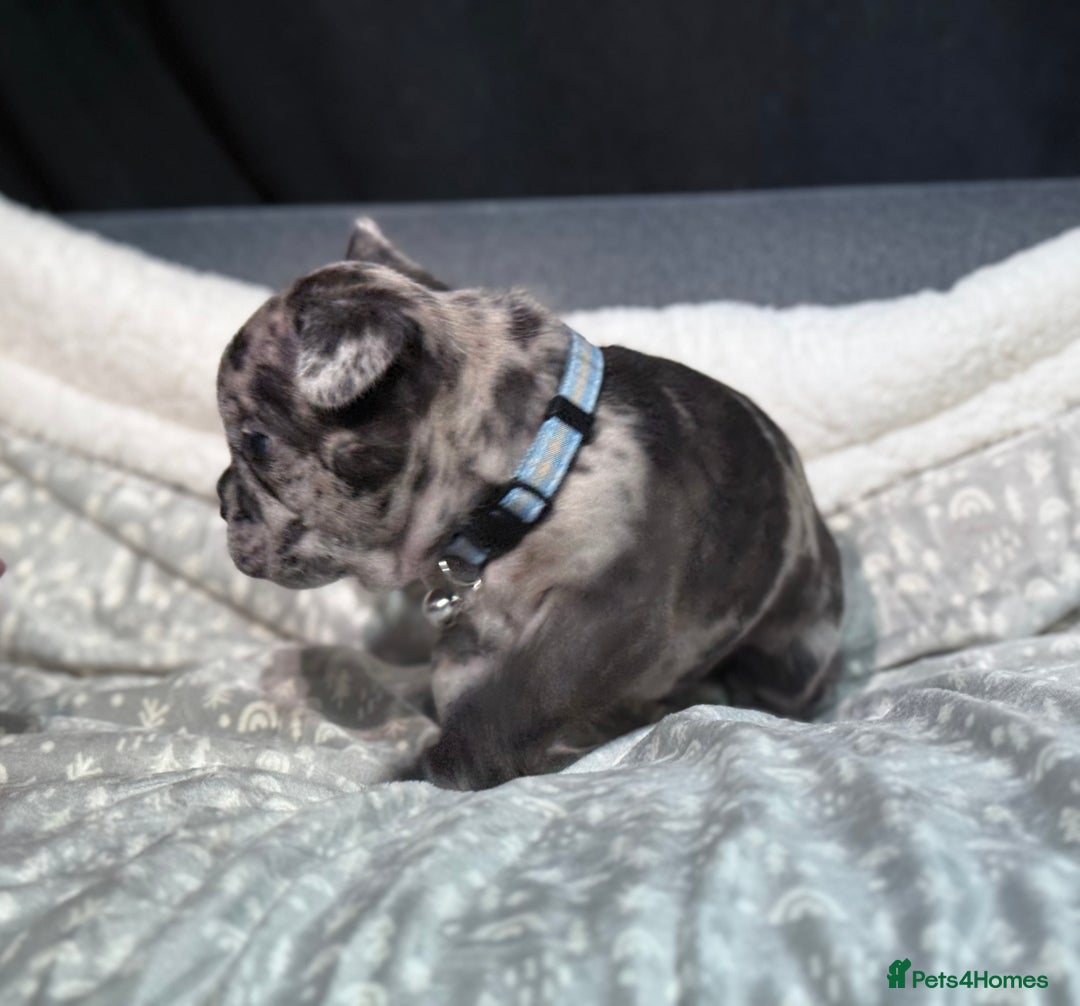 French Bulldog dogs for sale: French bulldog puppies for sale! - Advert 19