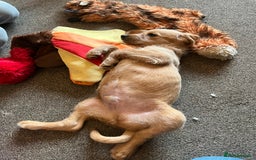 Hungarian Vizsla dogs for sale: VIZSIPOO puppies, Vizsla x Miniature Poodle - Image 15