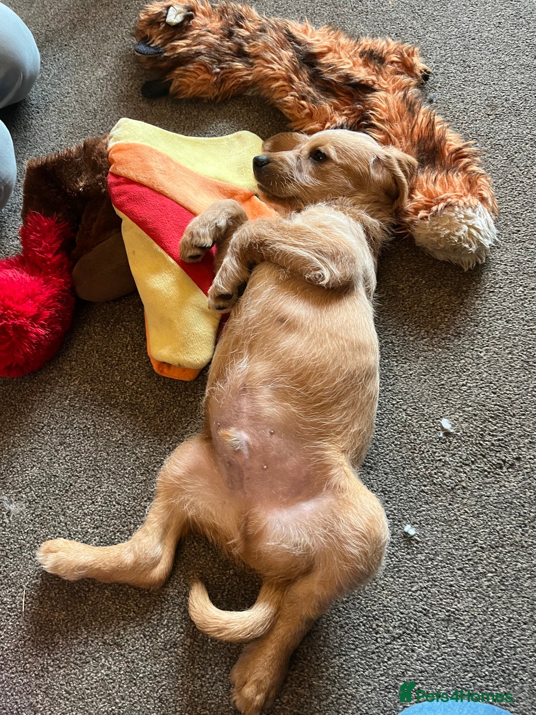 Hungarian Vizsla dogs for sale: VIZSIPOO puppies, Vizsla x Miniature Poodle - Image 15