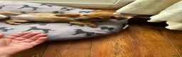 Jack Russell dogs for sale: Jack Russell pups - Advert 5