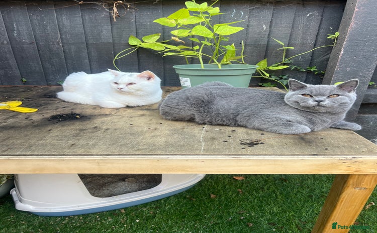 British Shorthair cats - Advert 8