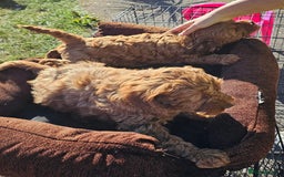 Cockapoo dogs for sale: F1B Red Cockapoo Pups - Image 10