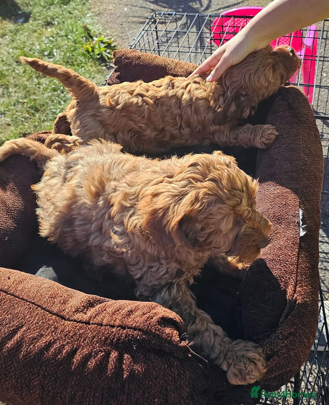Cockapoo dogs for sale: F1B Red Cockapoo Pups - Image 10