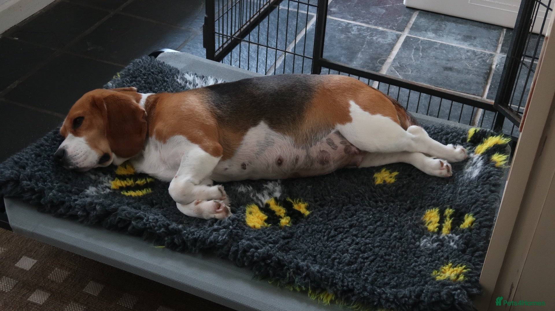 Beagle dogs 10 week old Male Beagle - Advert 5