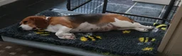 Beagle dogs for sale: 10 week old Male Beagle - Advert 1