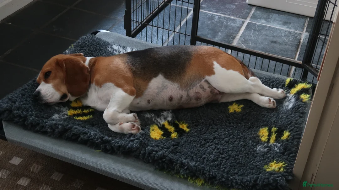 Beagle dogs for sale: 10 week old Male Beagle - Advert 1