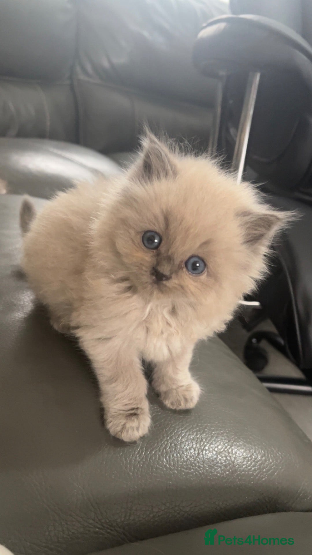 Ragdoll cats Tica Reg Mink kittens  - Advert 10