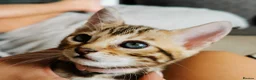 Bengal cats for sale: Stunning Bengal Kittens. TICA Registered. - Advert 13