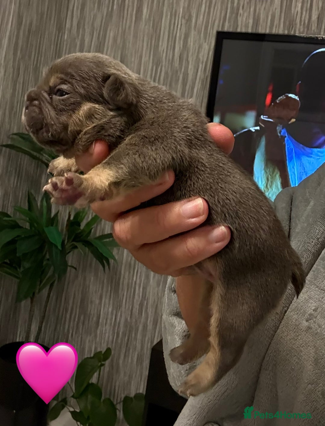 French Bulldog dogs for sale: French bulldog puppies - Advert 18