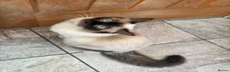 Ragdoll cats for sale: Ragdoll Girl - Advert 7
