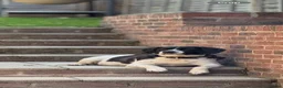 Mixed Breed dogs for sale: Bella – Loving Home Needed in Colchester - Advert 4
