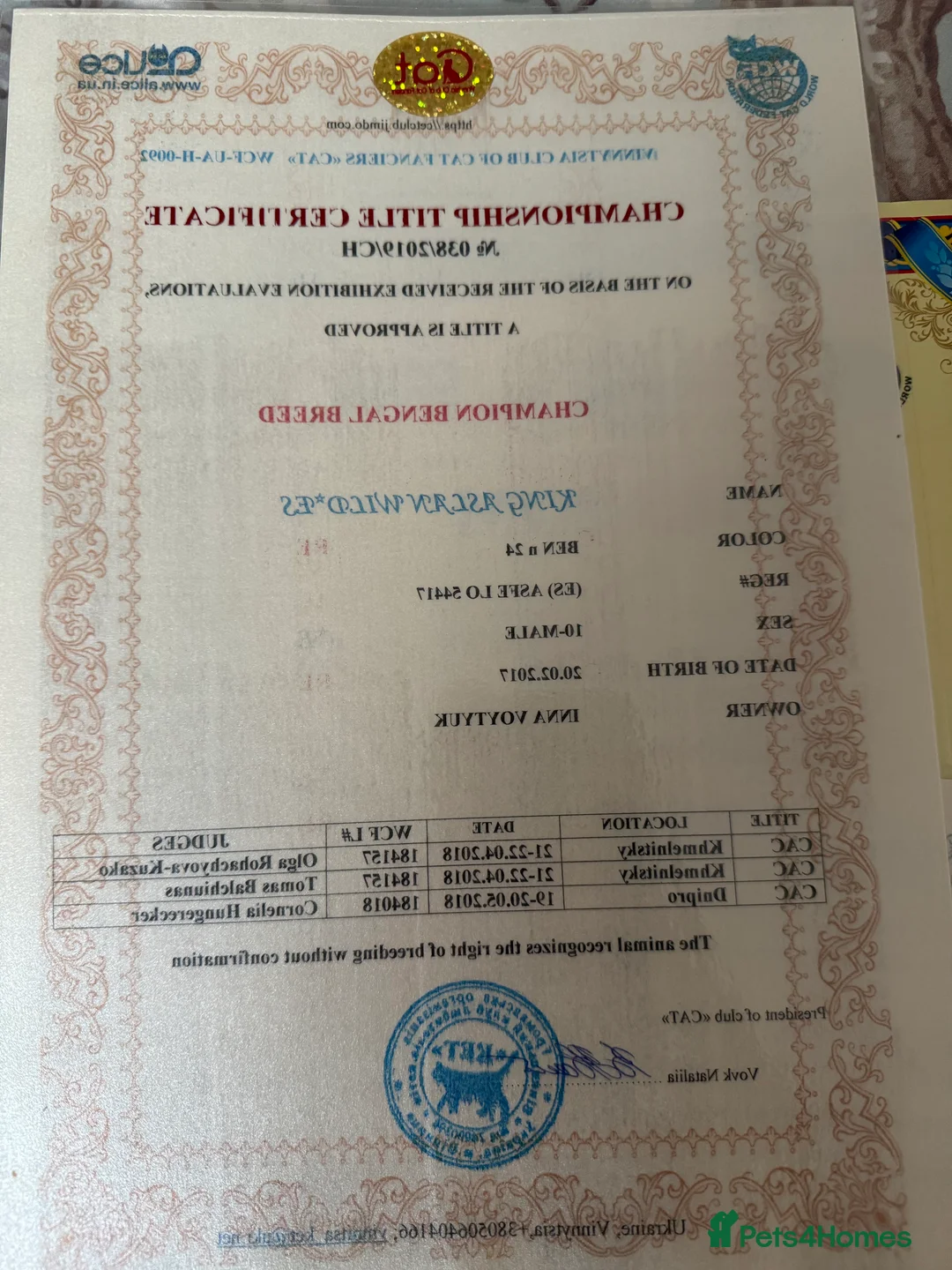 Bengal cats for sale: Stunning Bengals with European Champion father!  - Advert 17