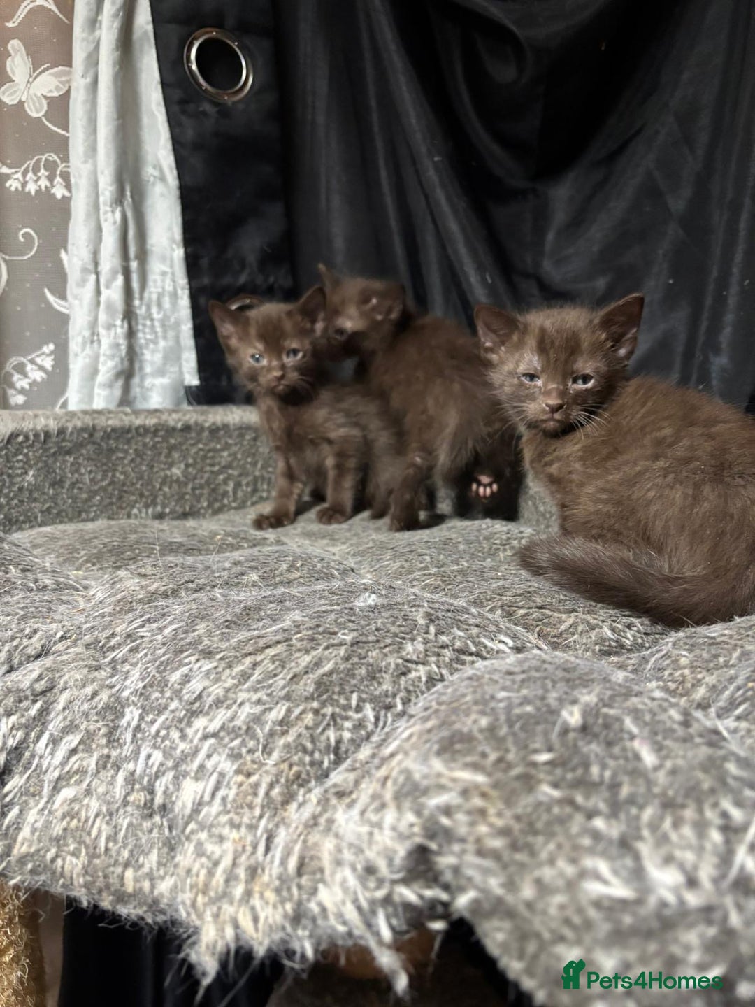 Oriental cats for sale: Chocolate orientals for sale - Advert 5
